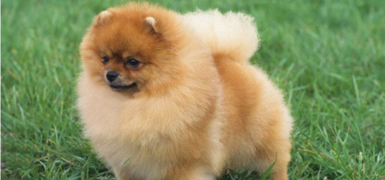 pomerania