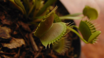 cuidados de las plantas carnívoras