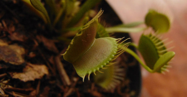 cuidados de las plantas carnívoras