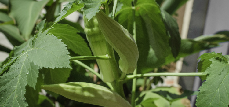 propiedades okra