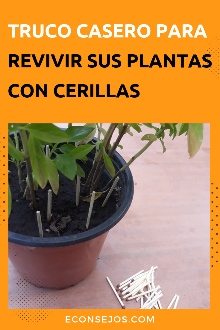 Cómo revivir una planta