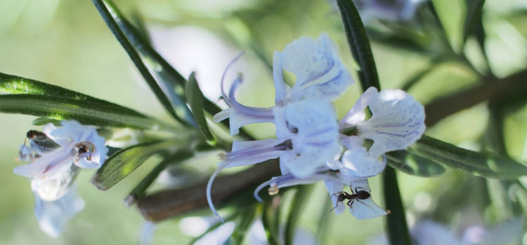 plantas antimosquitos