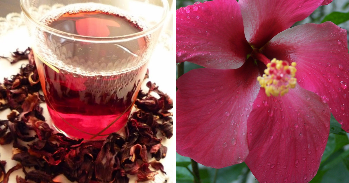 La rosa de Jamaica conoce los saludables secretos de esta planta