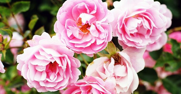 Rosas trepadoras