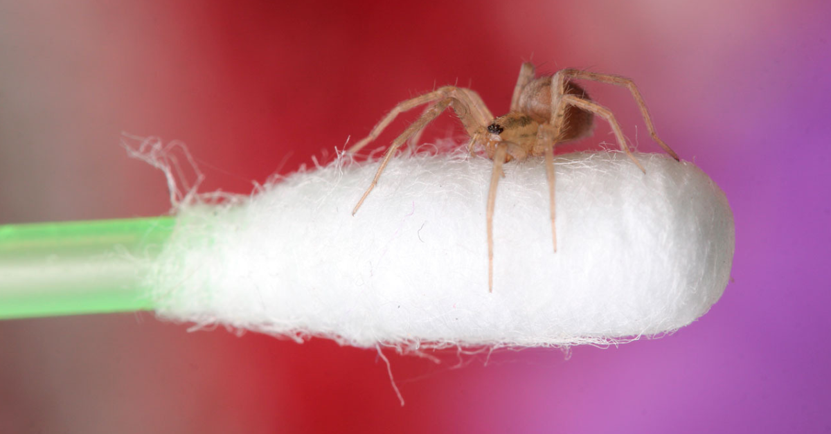 Cuanto Tiempo Puede Vivir Un Insecto En El Oido