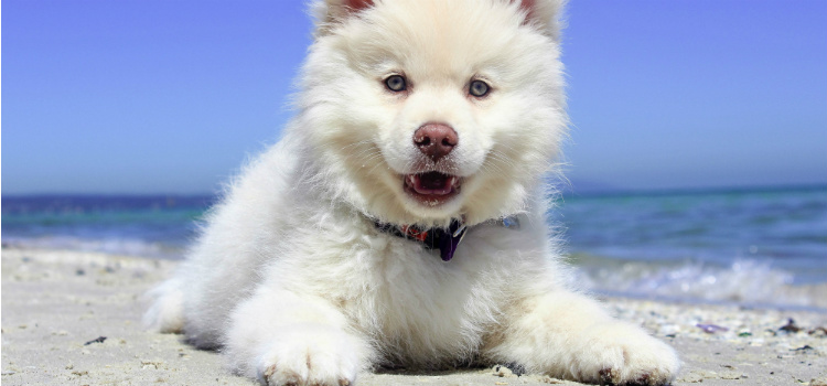 samoyedo