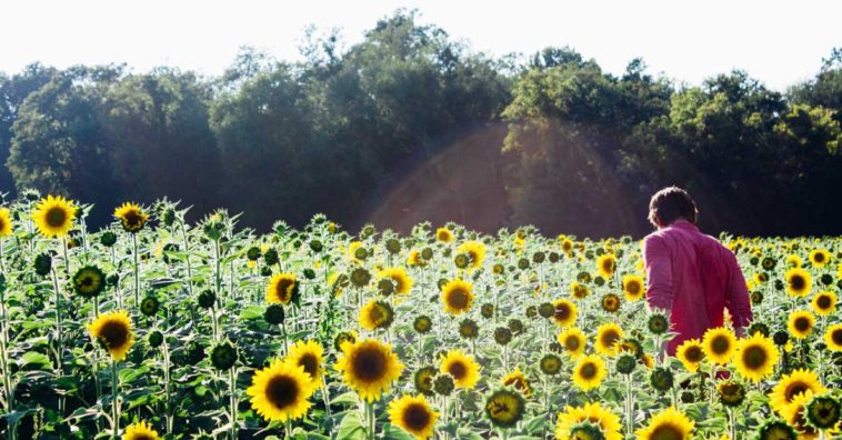 semillas de girasol