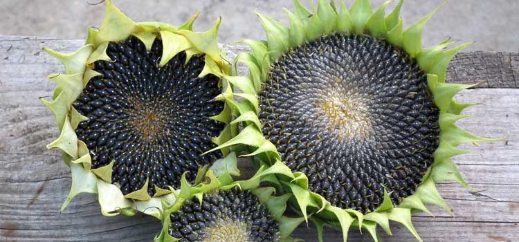 semillas de girasol beneficios