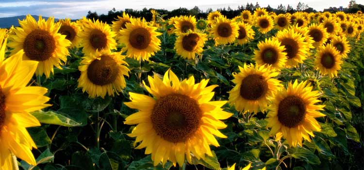 semillas de girasol contraindicaciones