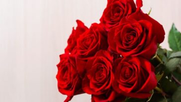 Qué significa que te regalen rosas rojas