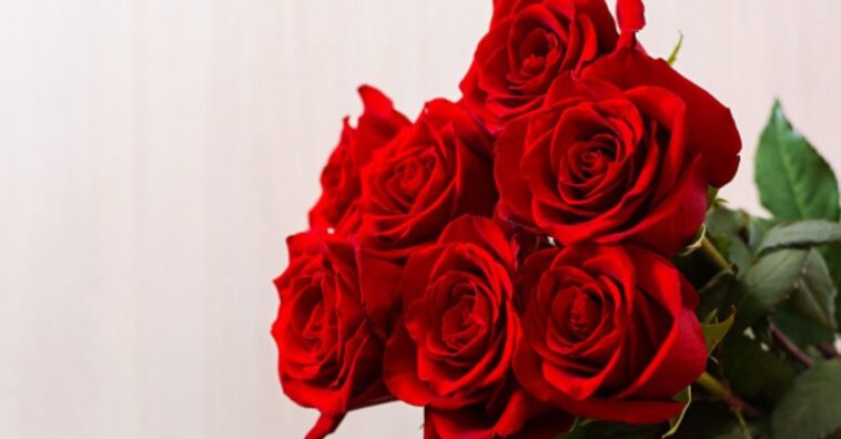 Qué significa que te regalen rosas rojas
