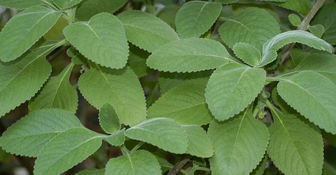 ¿Qué es el boldo y para qué sirve? Aprende cómo plantarlo en casa