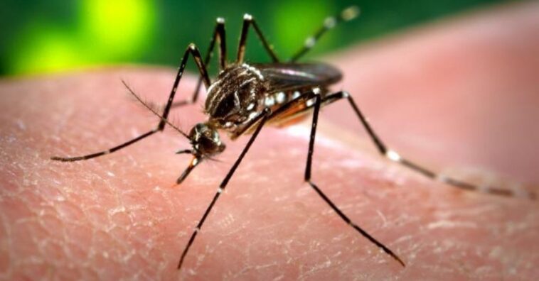Chikungunya