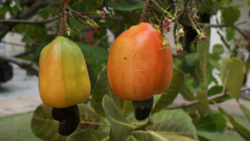 Zumo de anacardo