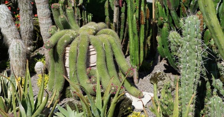 cactus y suculentas colgantes