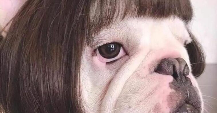 tener una mascota te puede cambiar la vida a mejor