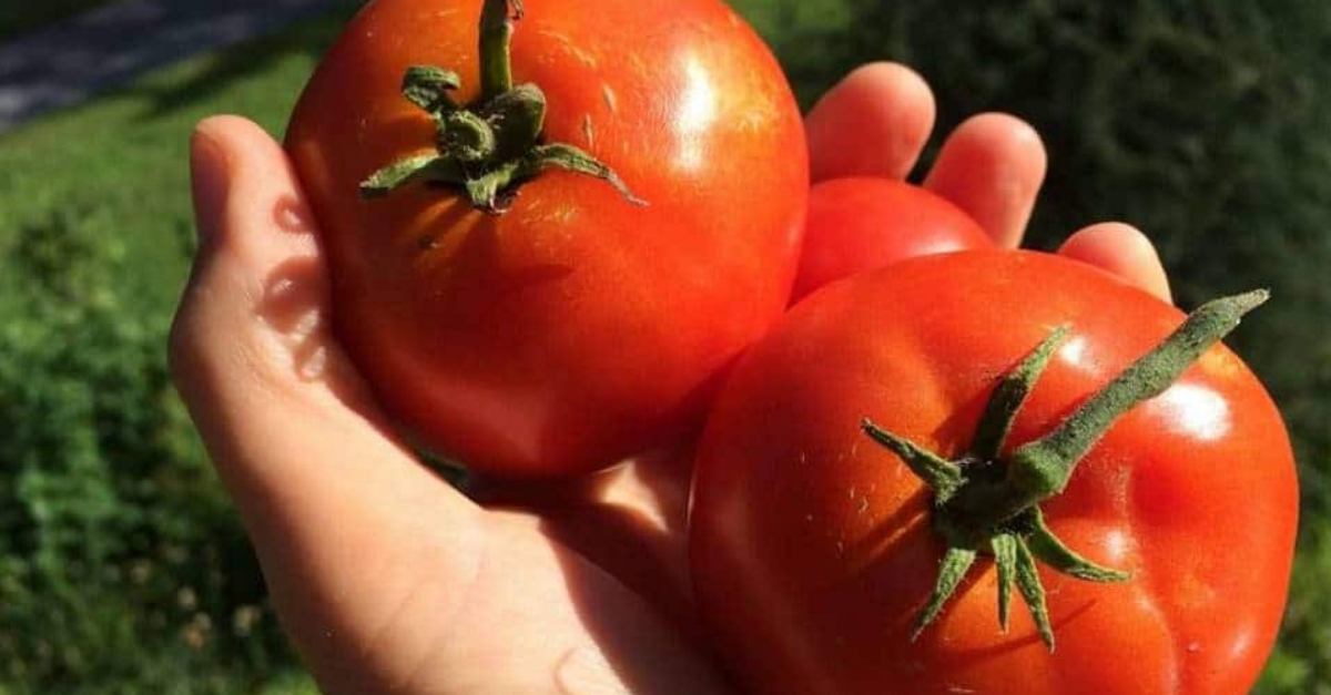 beneficios del tomate arbol para adelgazar