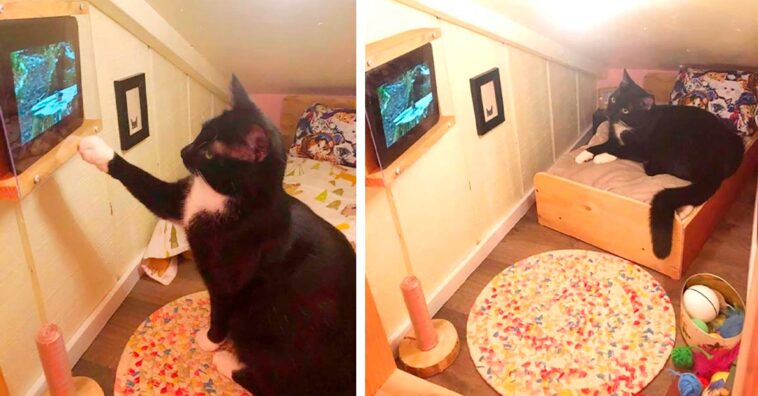 transforma el espacio detrás de la pared en un cuarto para el gato