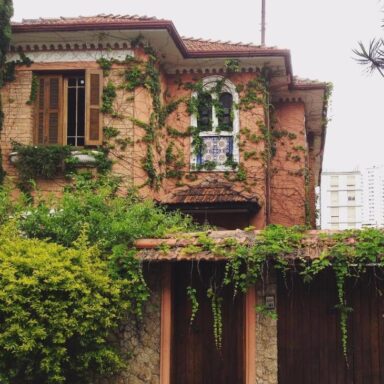 Enredadera: conoce los tipos y cómo usarlas en decoración y paisajismo