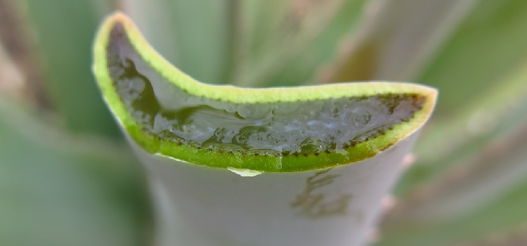 trucos de belleza con aloe vera trucos