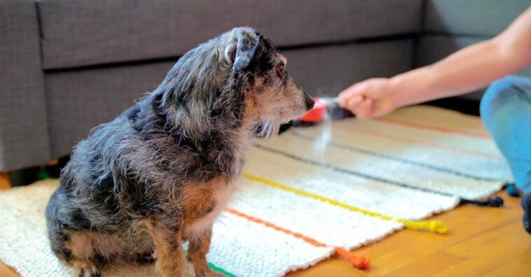 trucos para limpiar los pelos del perro