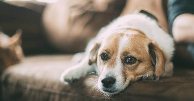 tu mascota te puede salvar del venenoso monoxido de carbono