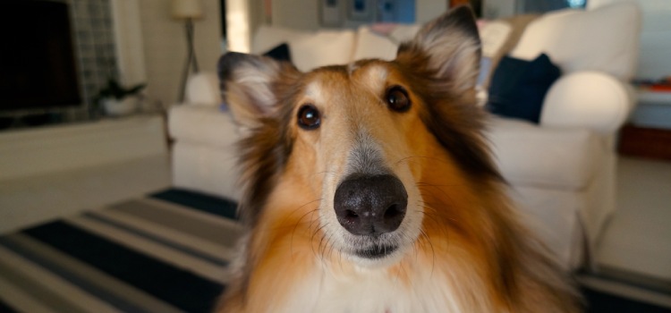 tu mascota te puede salvar del venenoso monoxido de carbono mascotas