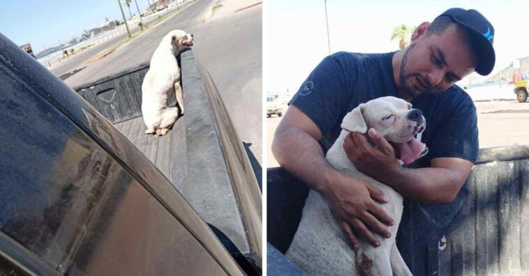 Tutor lleva a su perro enfermo a dar un último paseo y se emociona