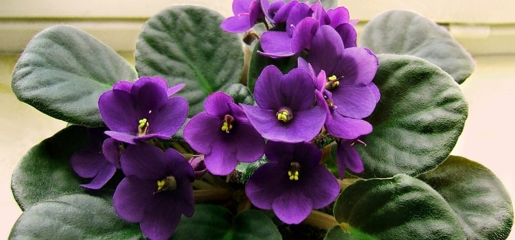 violeta africana